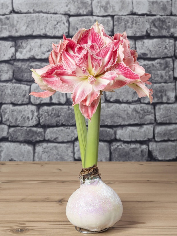 Was Macht Man Mit Einer Amaryllis Wenn Sie Verblüht Ist Königin der Weihnachtszeit: So pflegt und gießt man die Amaryllis für