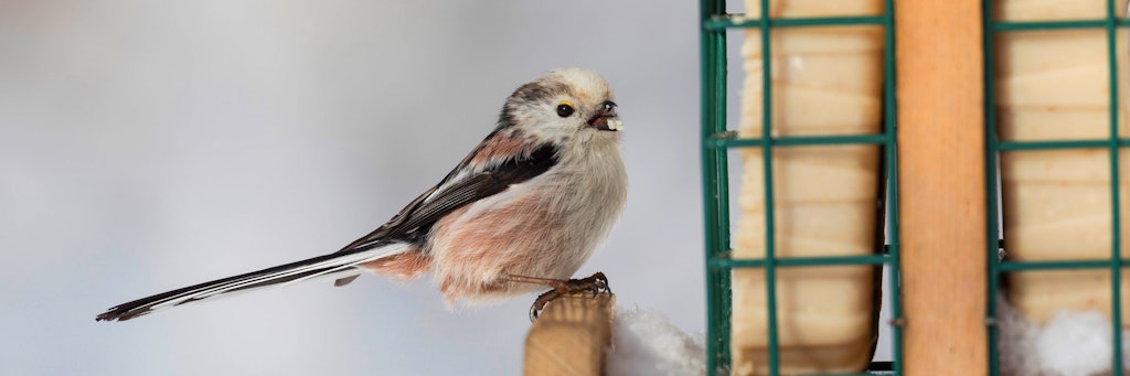 Mit dem ersten Frost füllen viele Menschen wieder ihre Vogelhäuser.