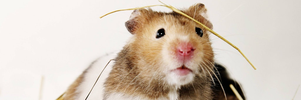 Ein putziger Goldhamster: Als Vorsichtsmaßnahme sollen in Hongkong 2000 Hamster und andere Kleintiere aus einer Tierhandlung getötet werden. Mehrere der kleinen Nager in dem Geschäft waren positiv auf Corona getestet worden.
