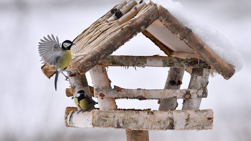 Ob Vogelhaus oder Meisenknödel, die Fütterung von Vögeln wird im Winter und auch im Sommer empfohlen.