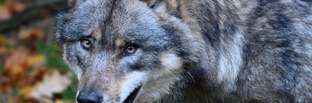 Der Wolf fühlt sich vor allem in Brandenburg heimisch. 49 Rudel wurden gesichtet.