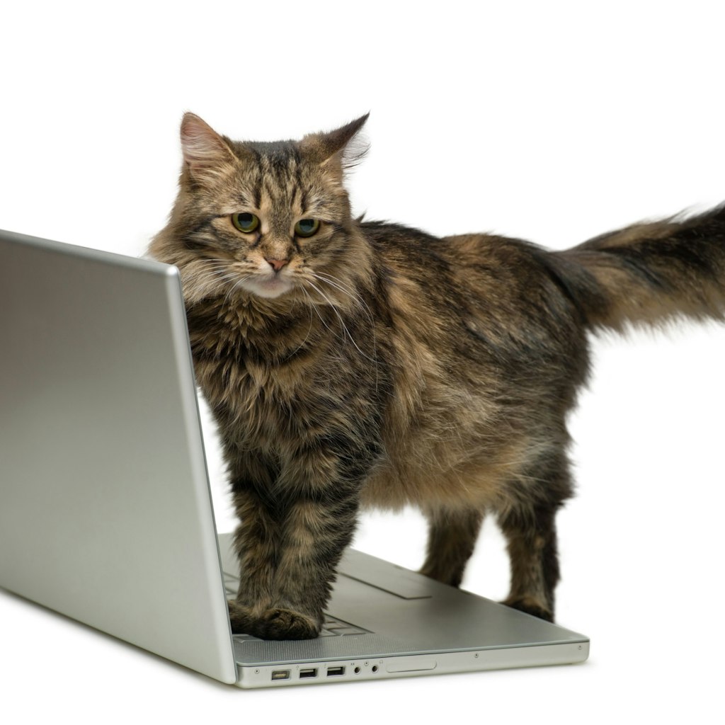 Eine Katze kann bei der Arbeit am Computer inspirierend sein. 
