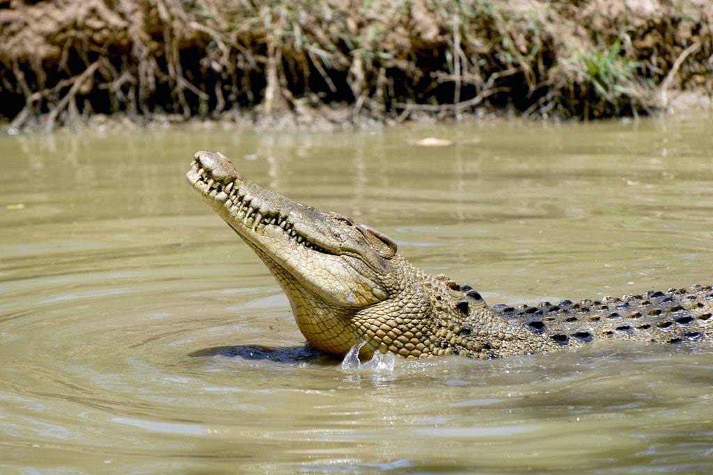 Ein Krokodil hat in Australiens Norden einen Mann und dessen Hund attackiert. (Symbolbild)
