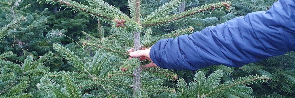 Wer einen Weihnachtsbaum nach Hause bringt, transportiert auch allerhand unerhoffte Besucher ins Heim.