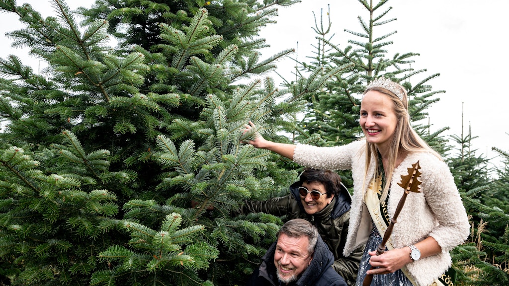 Beginn der Tannensaison auf dem Tannhof Jung. Ralf Reinhardt Landrat für Ostprignitz-Ruppin, Sigrid Schumacher, die Bürgermeisterin von Zernitz-Lohm, und Laura Stegemann, die Weihnachtsbaumkönigin, stehen beim offiziellen Start in die Berlin-Brandenburgische Tannenbaumsaison auf dem Tannenhof Jung neben dem ersten Weihnachtsbaum der diese Saison gefällt wird. 