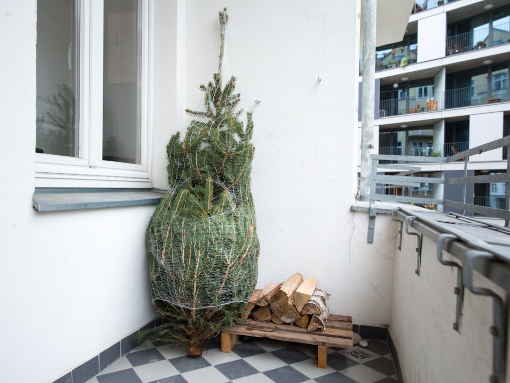 Der Baum sollte nicht direkt aus dem Frost ins warme Wohnzimmer kommen.