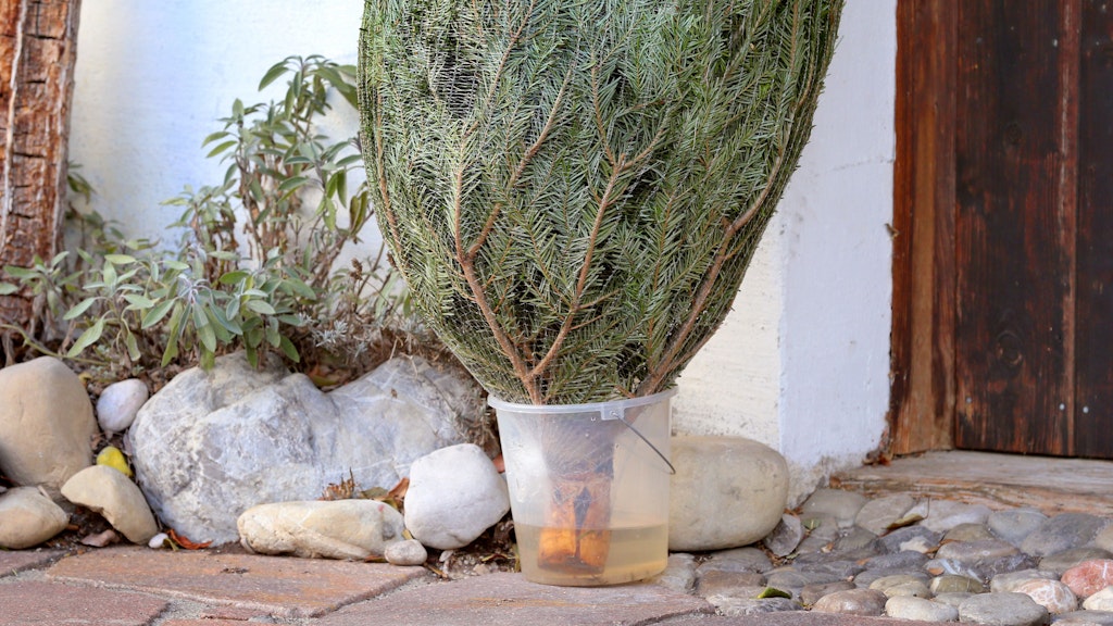 Ein Weihnachtsbaum braucht viel Wasser, das gilt auch schon vor dem Aufstellen im Haus.
