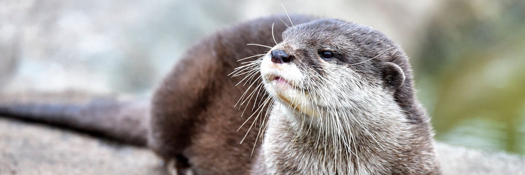 Fischotter gehören zu den bedrohten Arten. In Berlin fühlen sie sich wieder wohl. 