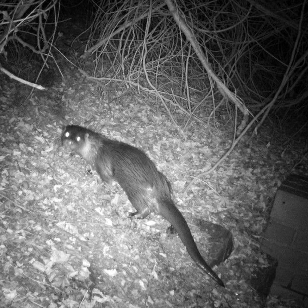 Fischotter in Berlin - eine Wildtierkamera hat den scheuen Wasserjäger in Berlin erwischt. 