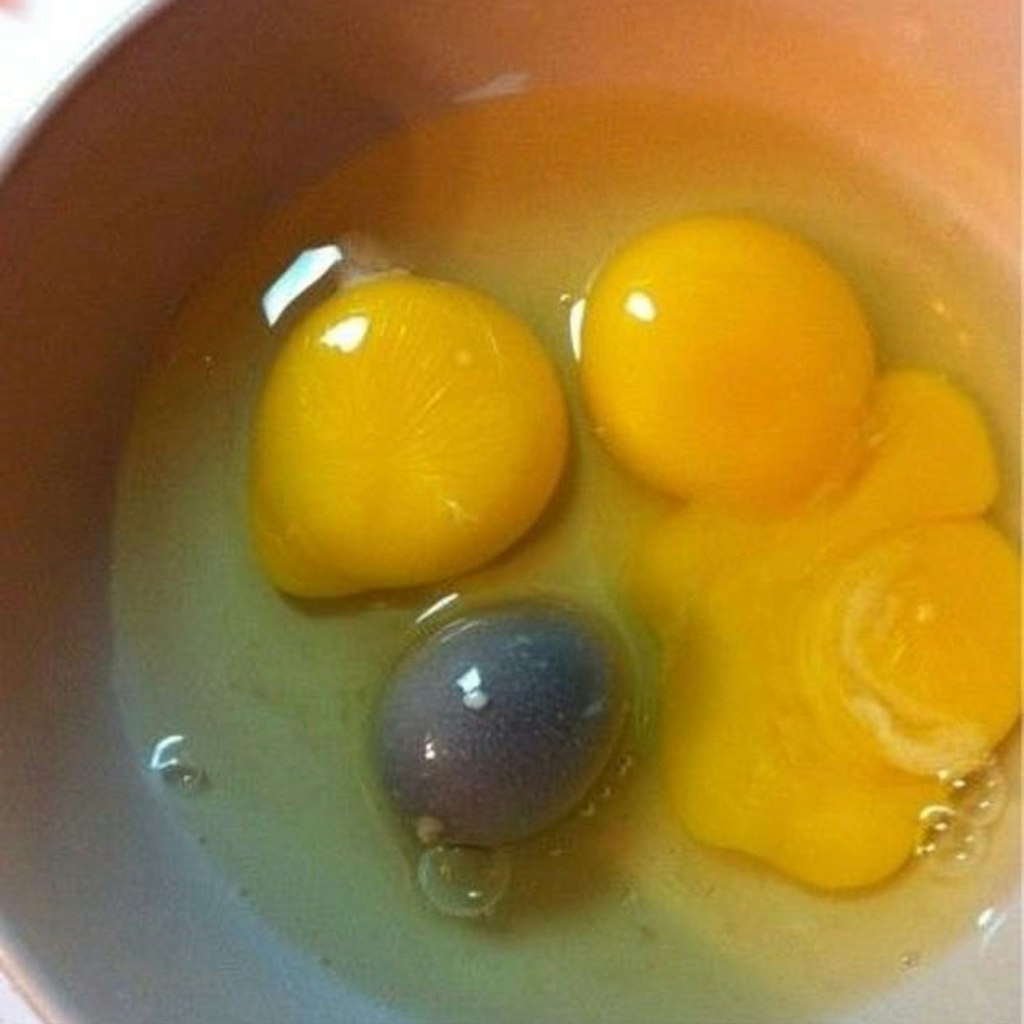 Da kann einem der Appetit auf ein Frühstücks-Rührei gehörig vergehen...