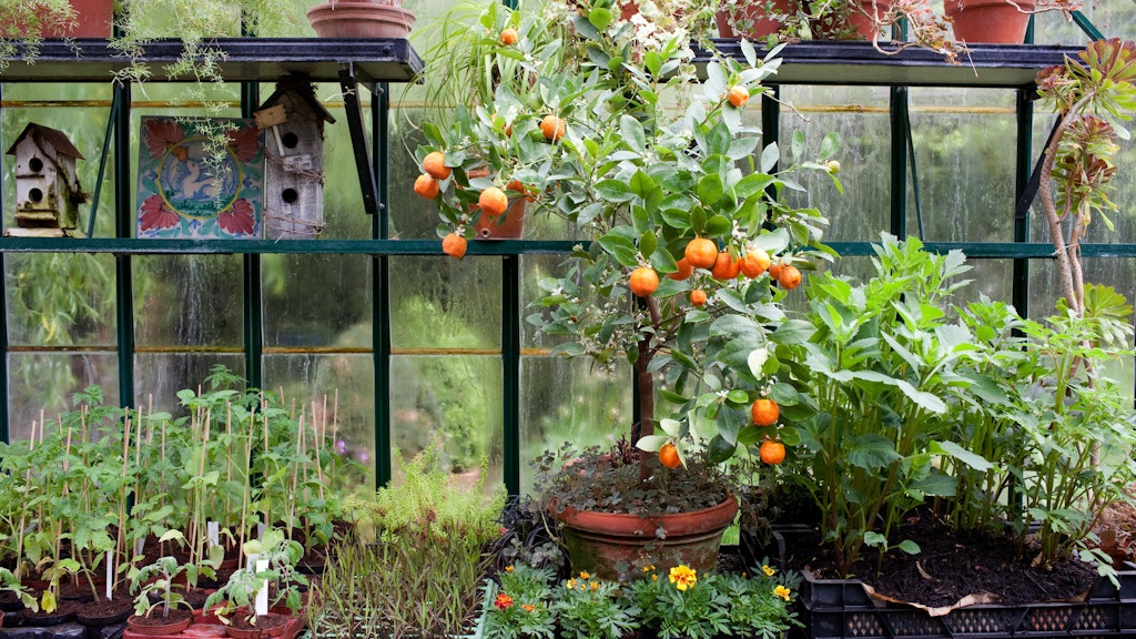 Ein Wintergarten, der nicht geheizt wird, ist ein optimales Lager für Zitrusfrüchte.