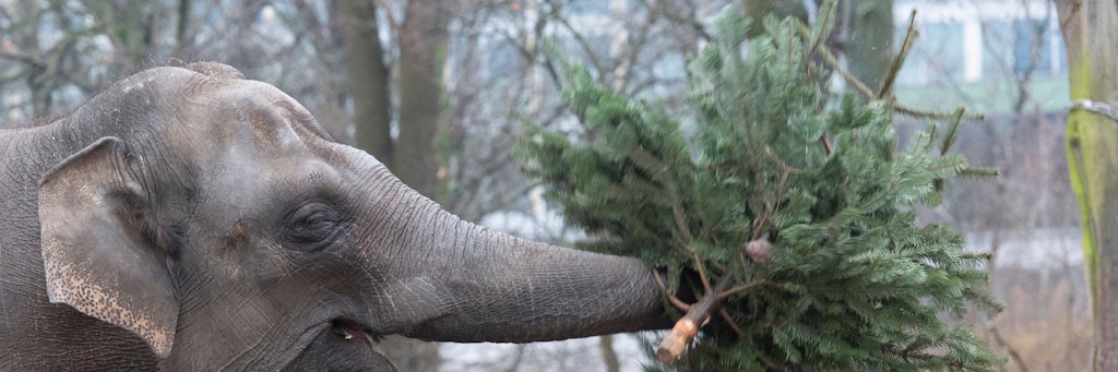Die Weihnachtsbaumfütterung der Elefanten ist Tradition im Zoo. 