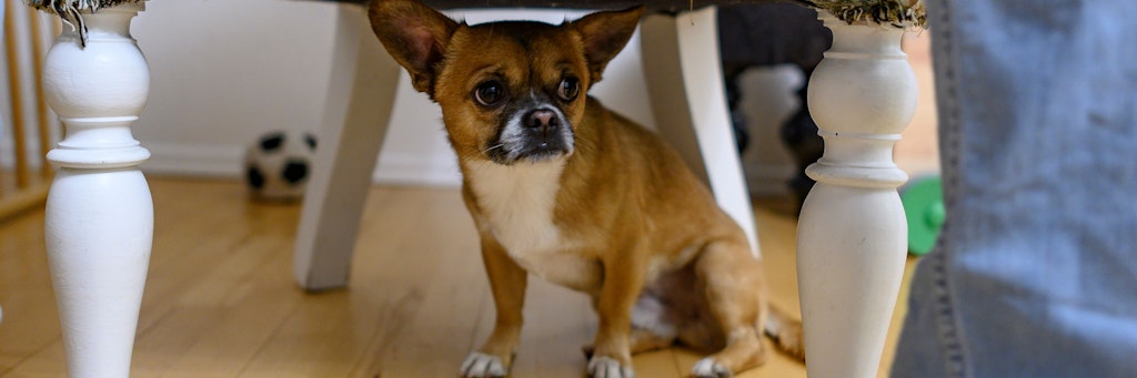 Ein Chihuahua-Pekinesen-Mix versteckt sich vor lauten Knall-Geräuschen unter einem Sessel. 