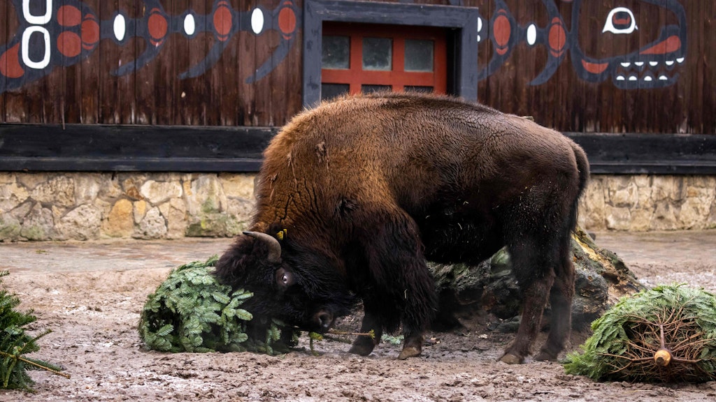 Erst mit dem Weihnachtsbaum kämpfen, dann ihn fressen – das machen auch die Bisons im Zoo.