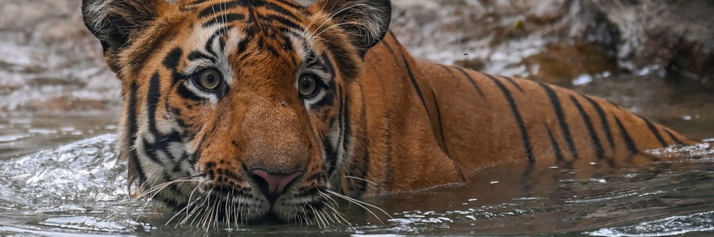 Tiger im Zoo (Symbolbild)
