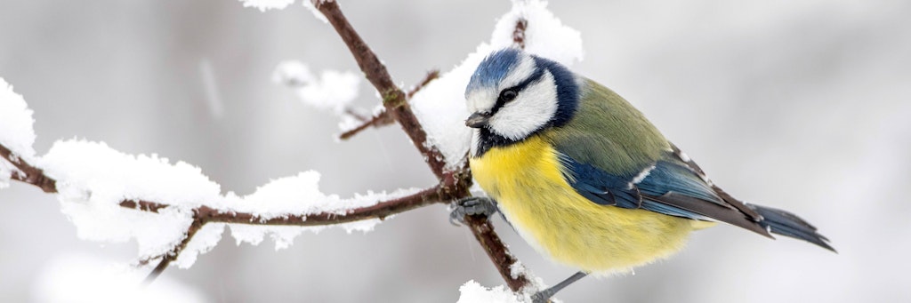 Eine Blaumeise sitzt aufgeplustert auf einem schneebedeckten Ast. Vom 6. bis 9. Januar sind Berliner aufgerufen, Vögel in ihrem Garten, auf dem Balkon oder im Park zu zählen. 