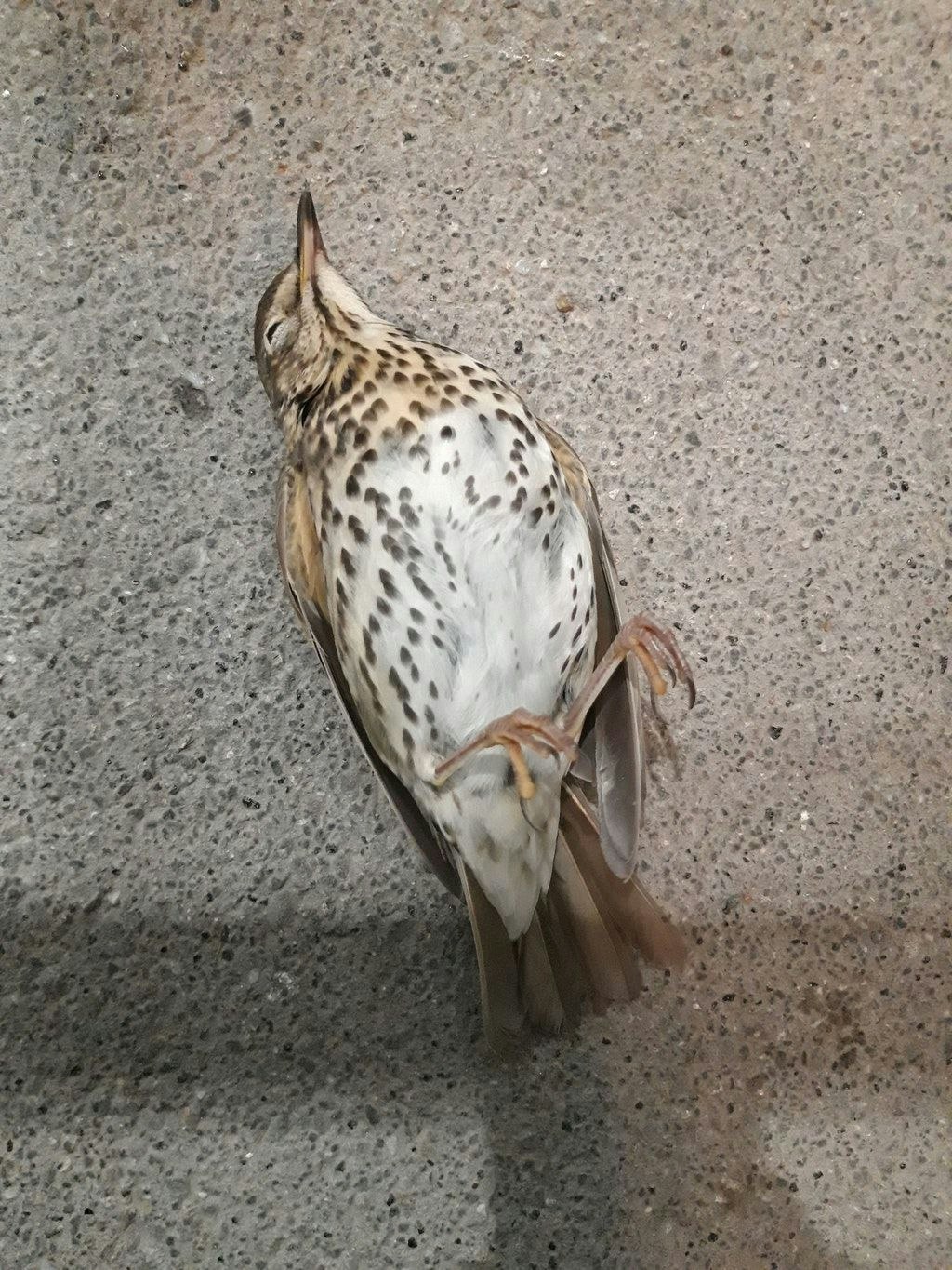 Gestorben am BER: eine Singdrossel.