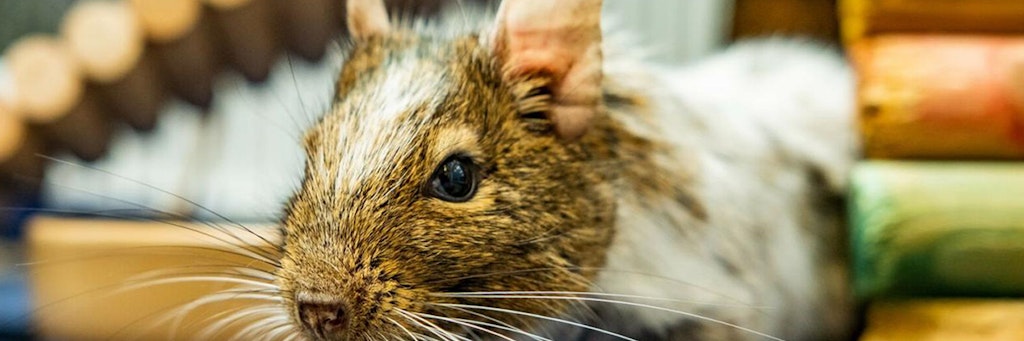Degu Greg hat vor kurzem seinen besten Freund verloren.