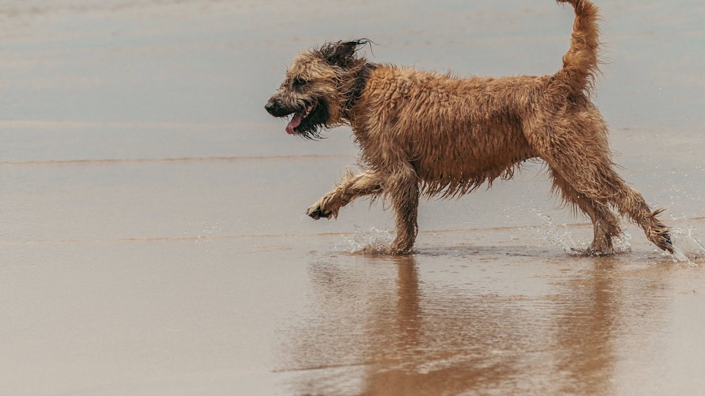 Ein Border-Terrier spielt am Strand.