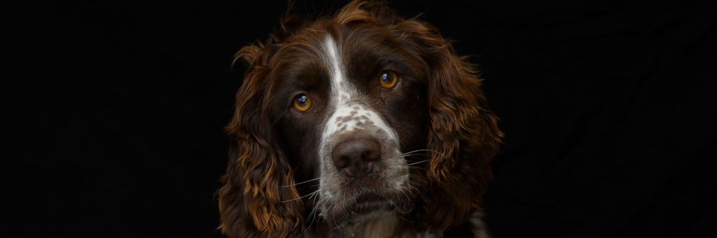 Ein English-Springer-Spaniel. (Symbolbild)