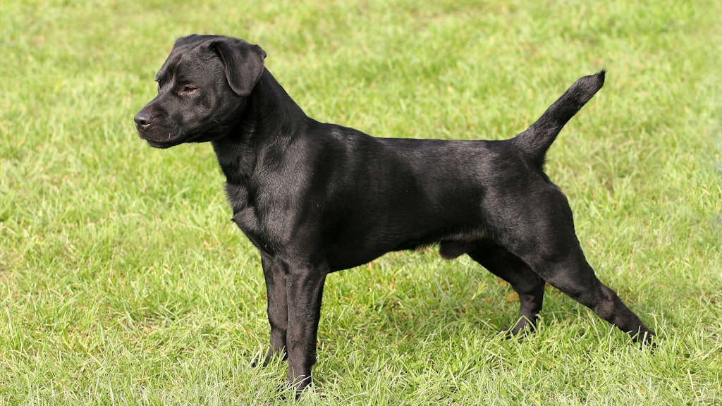 Ein junger Patterdal-Terrier.