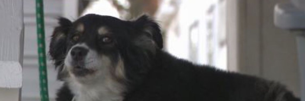 Border Collie Lulu hat 5 Millionen US-Dollar von ihrem toten Herrchen geerbt. 