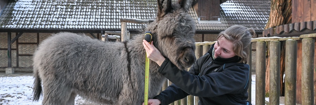 Susen Prietz, Auzubildende im dritten Lehrjahr zur Zoo-Tierpflegerin, vermisst im Zoo Eberswalde einen jungen Esel. 