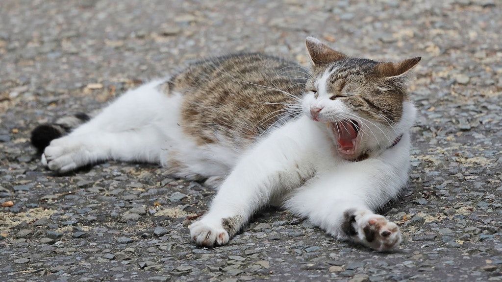 Aus dem Tierheim in Großbritanniens höchstes Katzenamt: „Chief Mouser“ Larry