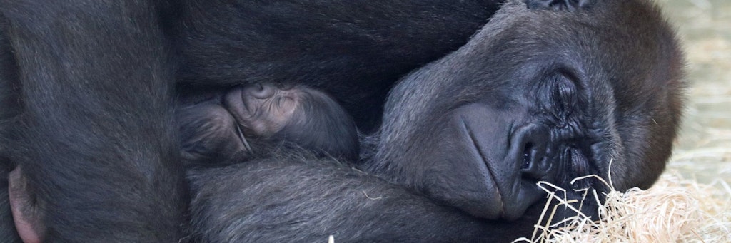 Gorilla-Mama Bibi kuschelt mit dem kleinen Mini-Äffchen
