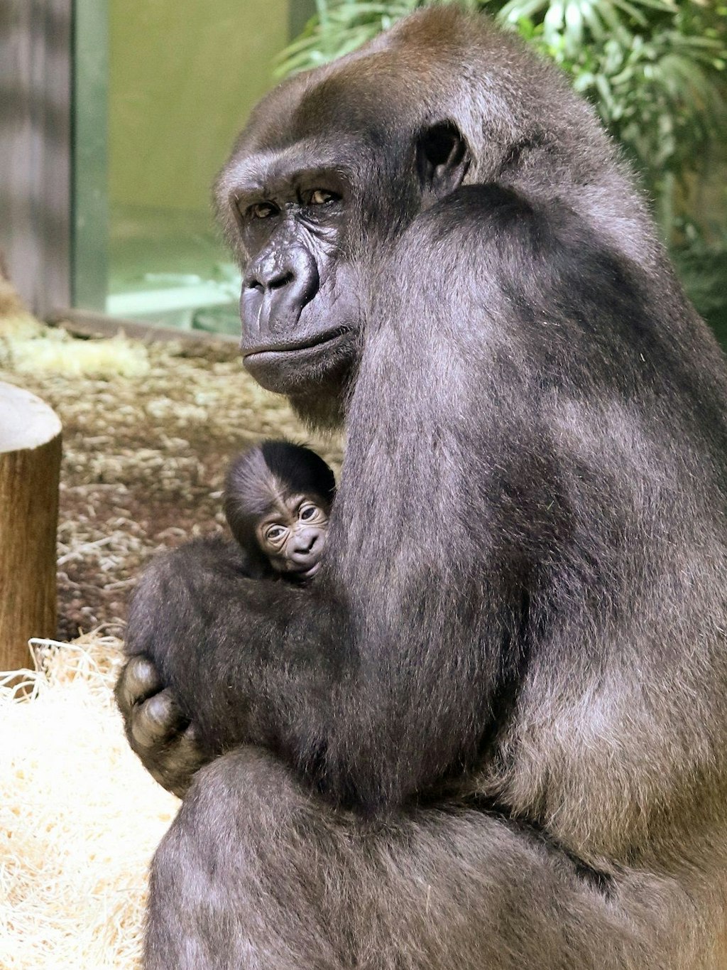 Wer guckt denn da so mürrisch aus der Wäsche? Der Gorilla-Nachwuchs ist im Moment noch etwas schüchtern, heißt es.