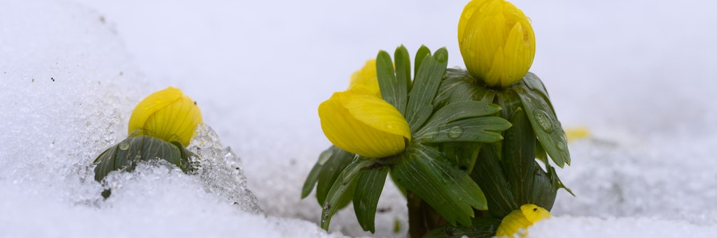 Winterlinge zeigen sich im Schnee. Die kommenden Frühlingstemperaturen könnten schon für die ersten Frühblüher in Berlin sorgen.