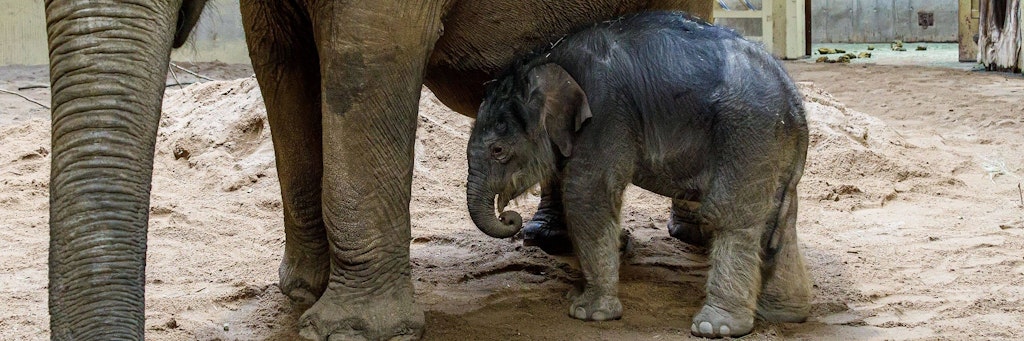 Der kleine Yaro kam im Zoo Osnabrück schon im Dezember auf die Welt - er überlebte. Ein Elefantenbulle, der erst vor ein paar Tagen das Licht der Welt erblickte, musste nun eingeschläfert werden.