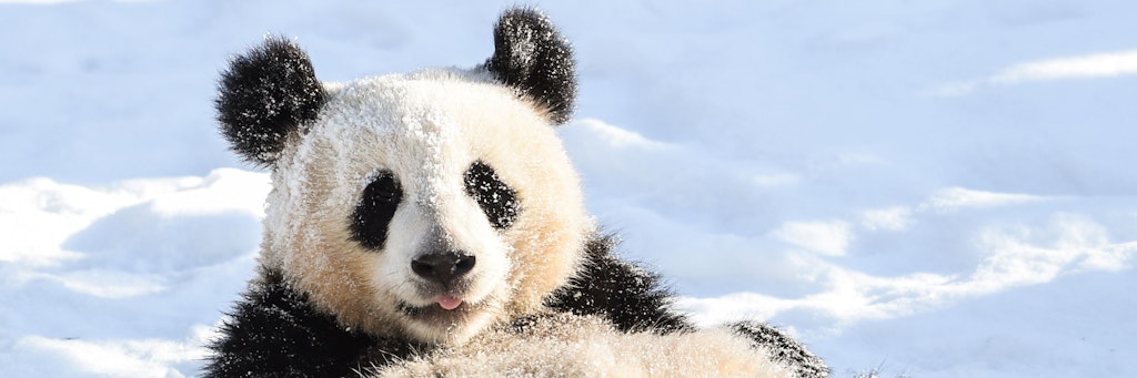 Auch Panda Pit spielte in seinem Gehege im Zoo Berlin im Schnee.