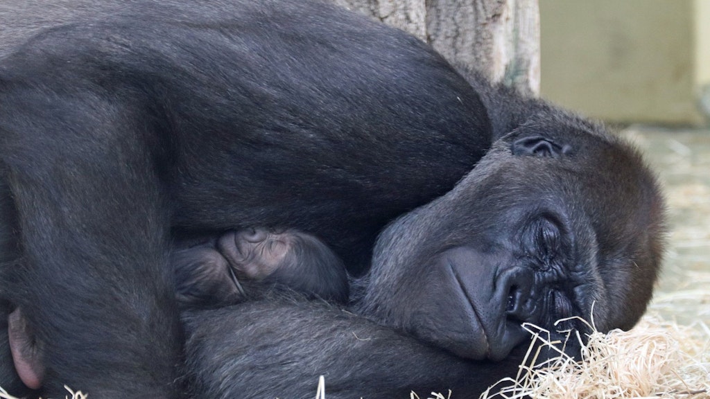 Gorilla-Mutter Bibi hält ihr Jungtier im Arm. 