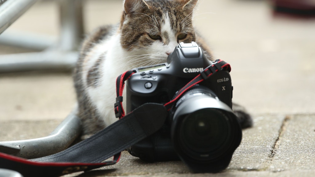 Kater Larry sitzt neben der Kamera eines Fotografen vor 10, Downing Street. 