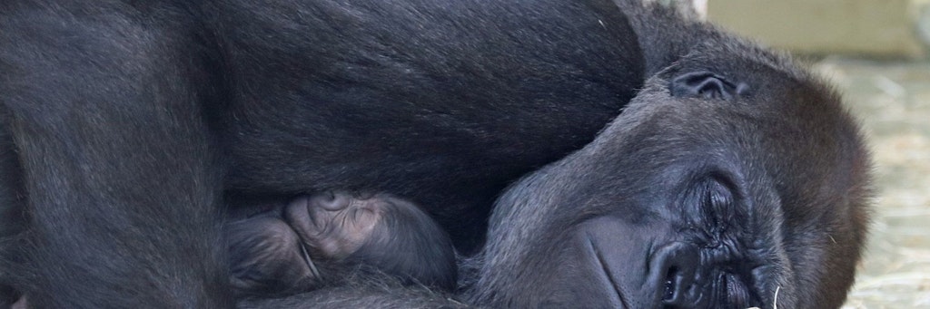 Ein kleiner zarter Körper und zwei große Kulleraugen: Noch etwas schüchtern verbirgt sich der winzige Nachwuchs in den Armen seiner Mutter Bibi (24 Jahre). Nach einer Tragzeit von etwa 8,5 Monaten ist im Zoo Berlin in der Nacht zum 15. Februar – erstmals seit 16 Jahren – ein kleiner Gorilla geboren worden
