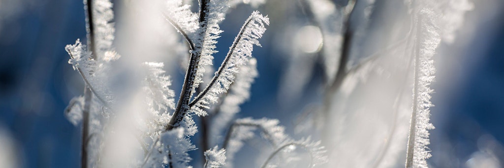 Filigrane Frost-Kunst: Eingeschneite und gefrorene Gräser und Blätter auf einem Feld bei Stahnsdorf in Brandenburg.