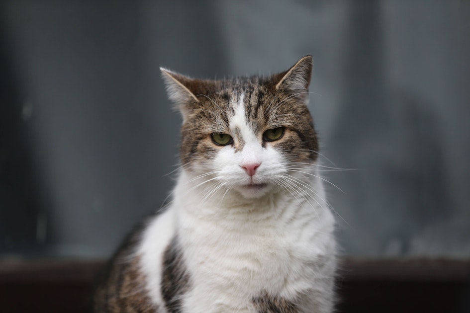 Katzen mit Corona infiziert! Können Haustiere das Virus doch auf ...