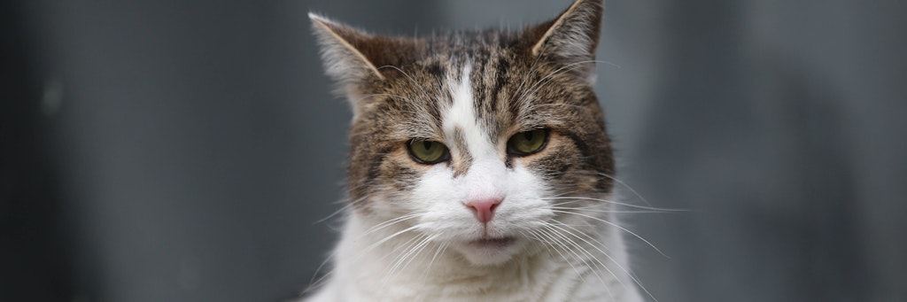 Auch Katzen können sich mit Corona infizieren - das passierte jetzt in Hamburg.