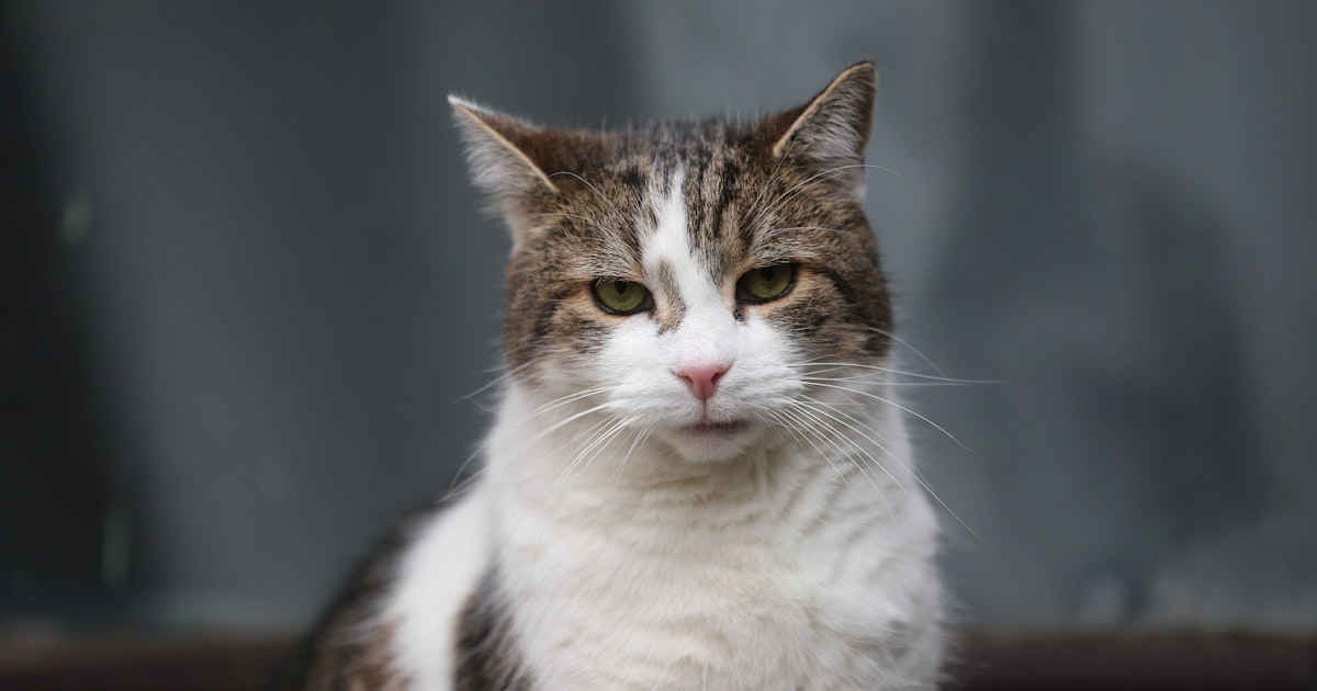 Katzen mit Corona infiziert! Können Haustiere das Virus doch auf ...