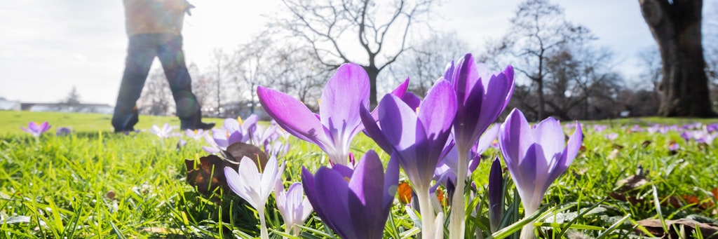 Krokusse blühen in der Sonne. 