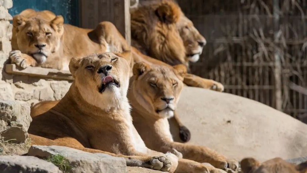Die Löwen im Osnabrücker Zoo auf einem Archivbild. 