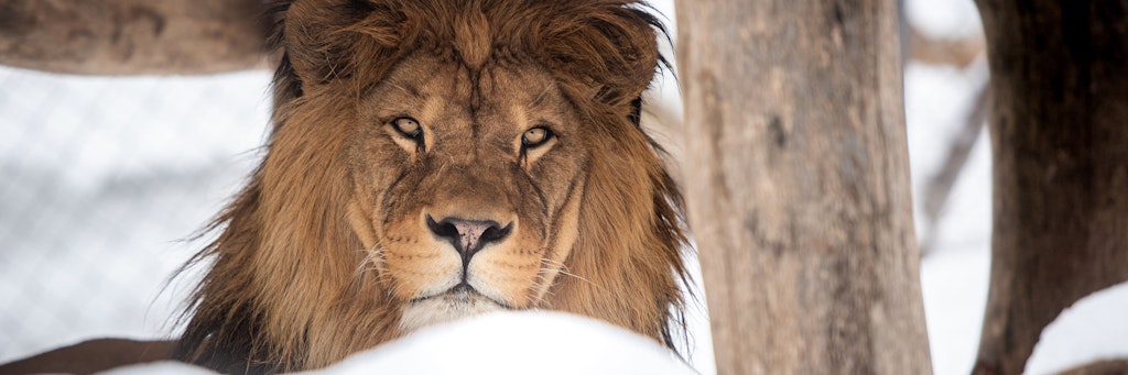 Ein Löwe hat im Zoo Osnabrück eine Frau attackiert. 