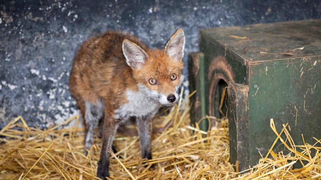 Auch dieser Fuchs ist im Pub untergekommen.