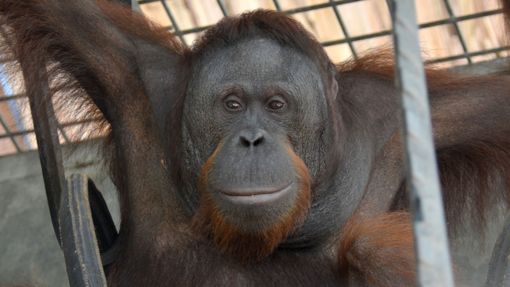 Orang-Utan-Männchen Bali lebte die vergangenen 18 Jahre in der BOS-Waldschule.
