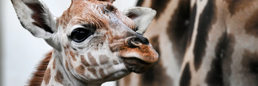 Eine neugeborene Giraffe (Symbolfoto).