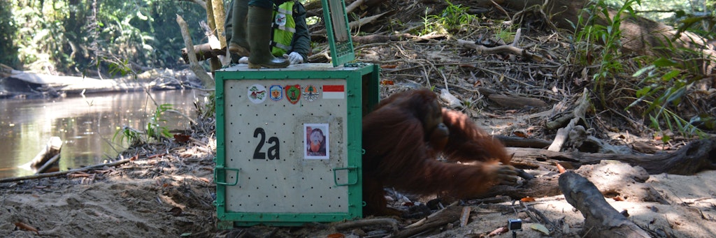 Orang-Utan-Männchen Strada verlässt seine Transportbox.