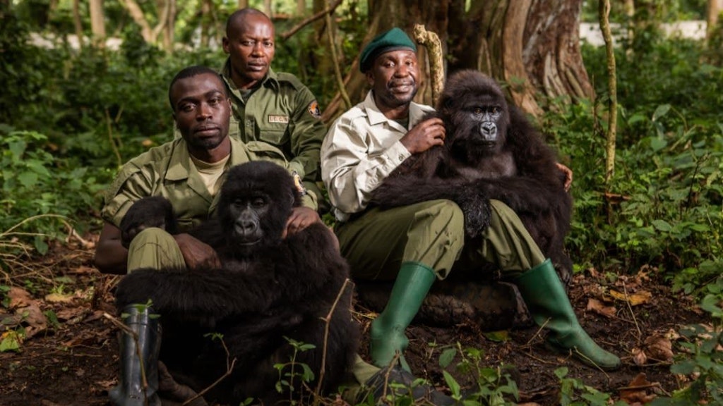  Ranger mit Berggorillas im Virunga-Nationalpark. Die Truppe war jetzt in ein Feuergefecht mit Milizionären verwickelt, die Italiens Botschafter töteten.