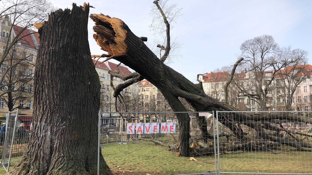 Umgestürzte Linde am Boxhagener Platz in Berlin-Friedrichshain. Die große Linde auf der Spielwiese, die seit langem unter Fäule und Pilzen litt, brach am Montagnachmittag in etwa fünf Meter Höhe ab.