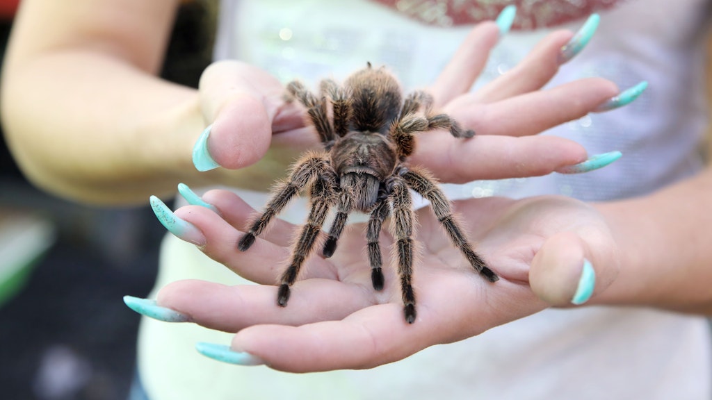 Die Rote Chile-Vogelspinne ist nur eine von vielen Spinnen der Familie.